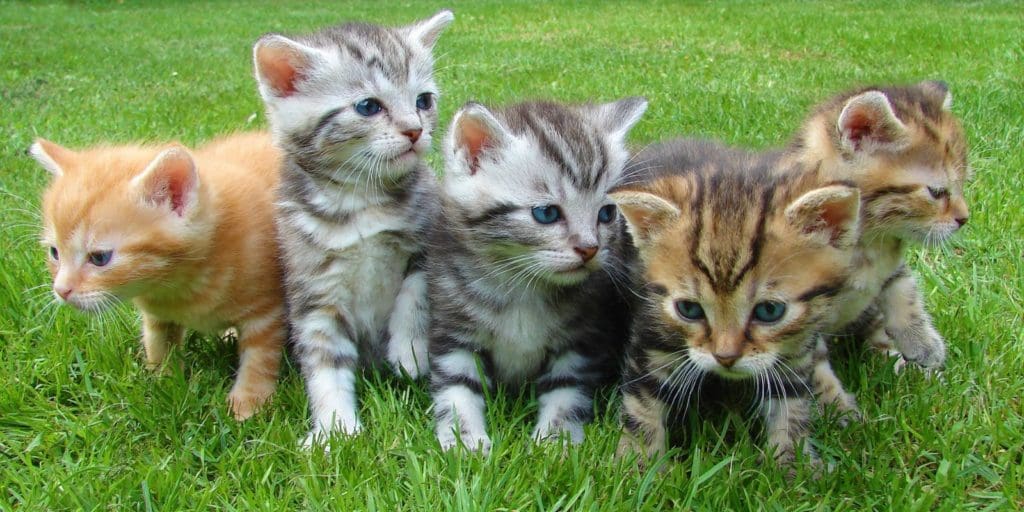 Calls for Welsh Government to commit to cat microchipping
