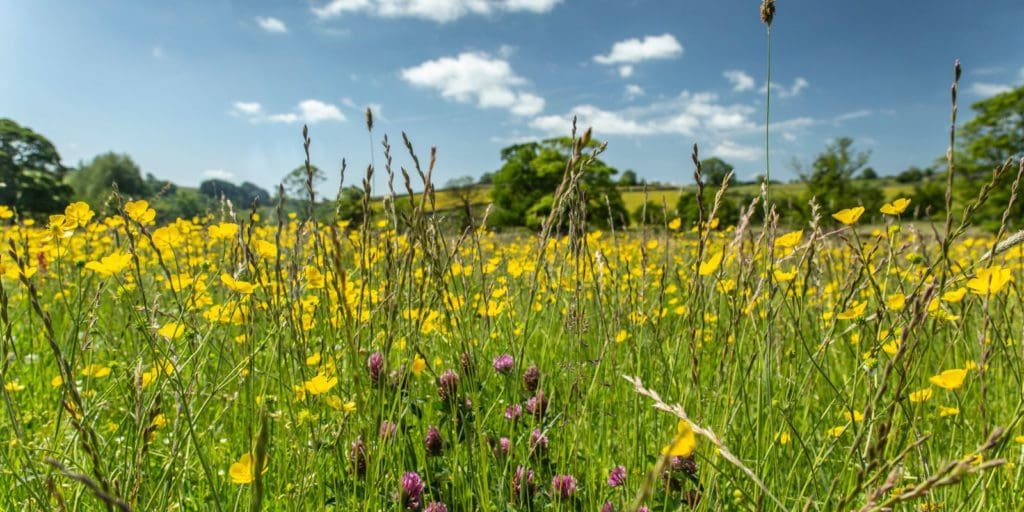 The full list of Cardiff green spaces to become wildflower meadows