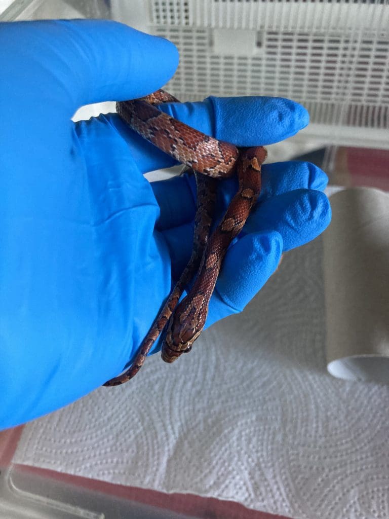 RSPCA appeal for owner of stray corn snake found near Swansea train station