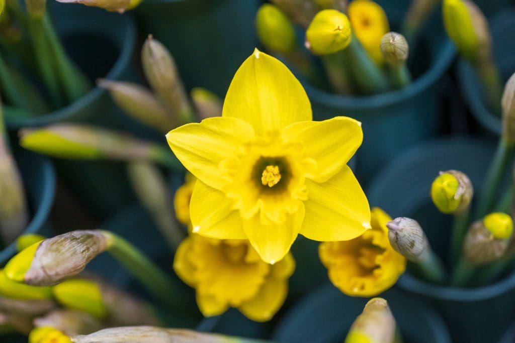 12,000 Welsh daffodils used to create heart-shaped sculpture in Cardiff Castle