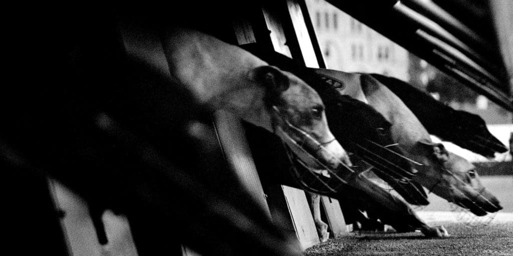 Welsh Greyhound Trainer Hunt Eyeing English Derby Glory