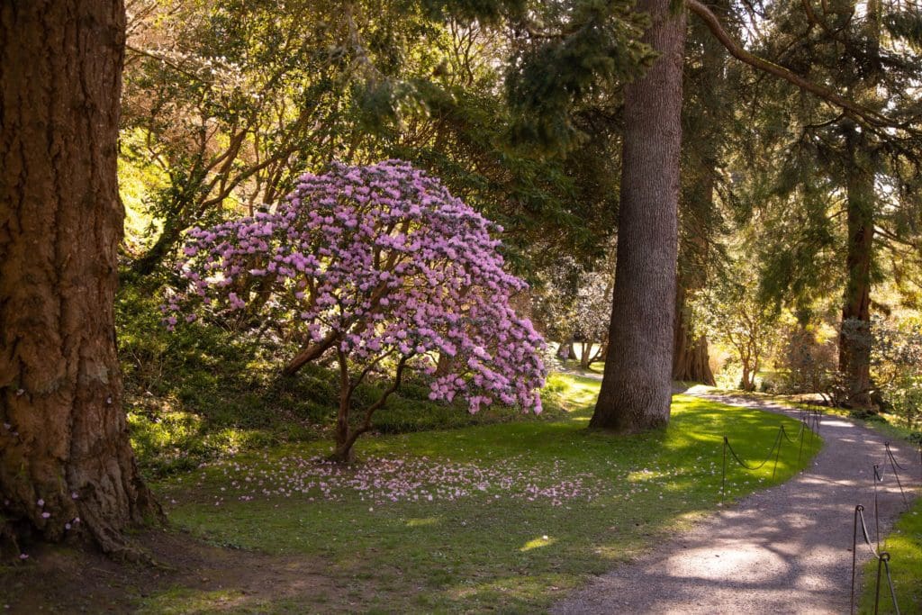 National Trust invites public to celebrate fleeting beauty of spring in Blossom Week extravaganza