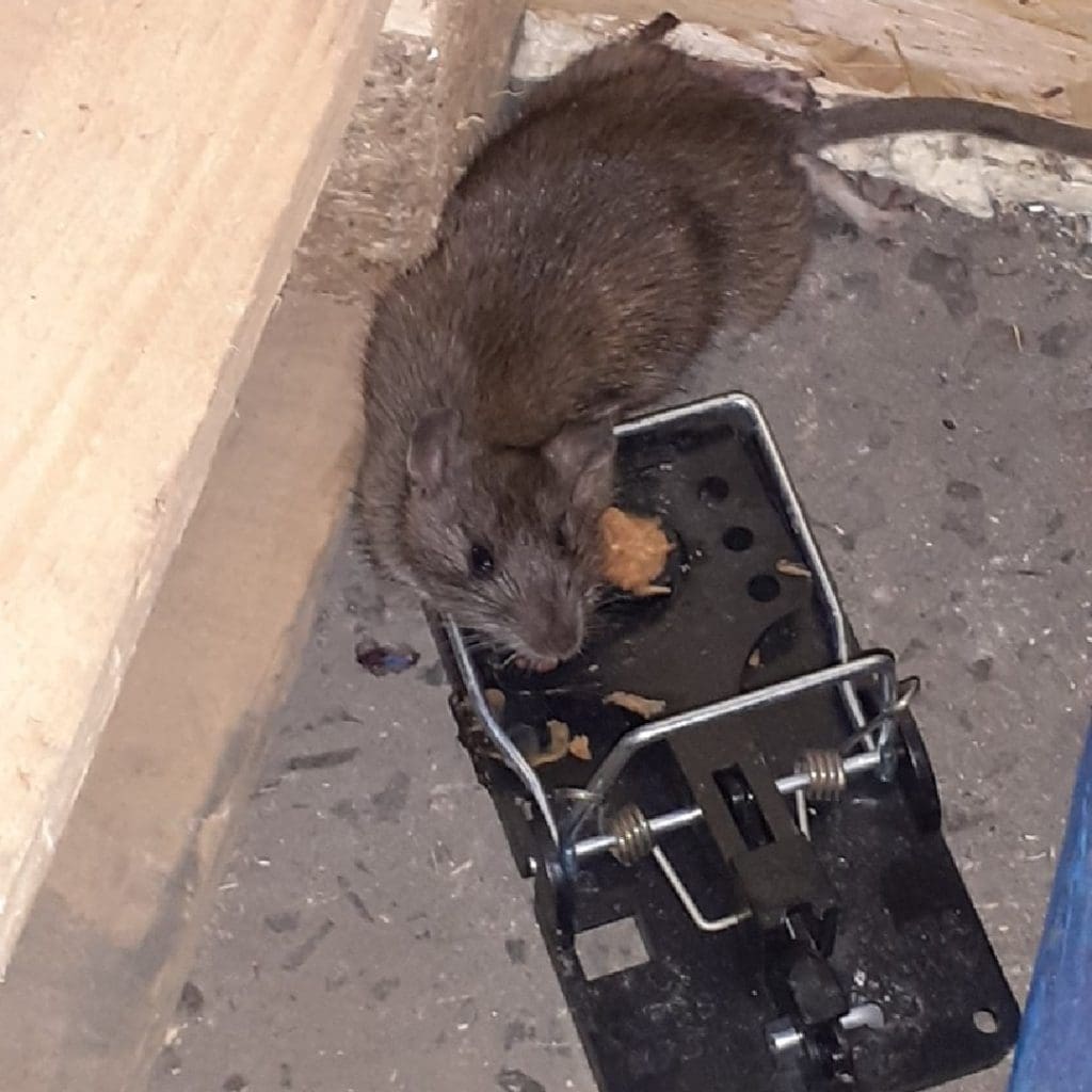Cardiff cash & carry and former director fined £10,000 for rat infestation