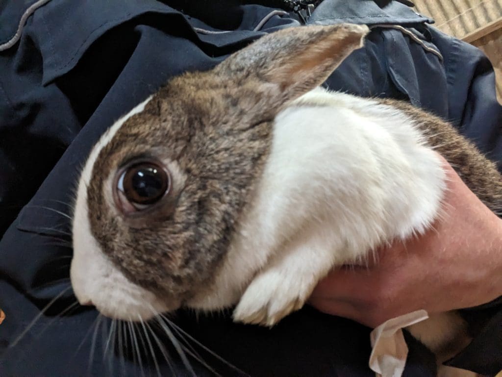 RSPCA appeal after two rabbits abandoned in plastic box at Hirwaun