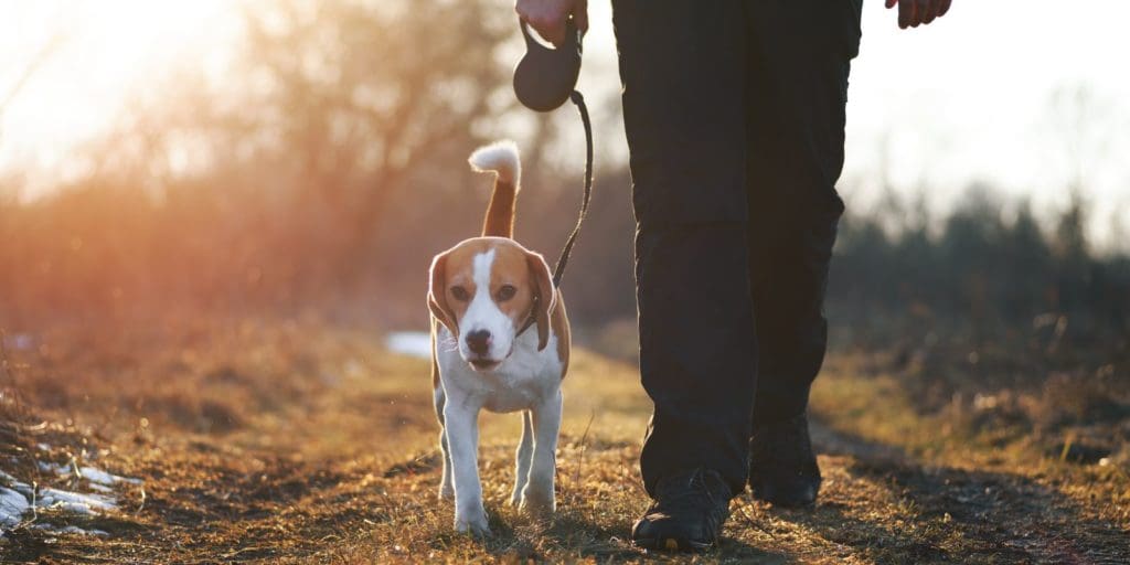 The best dog-friendly walks and days out in Wales