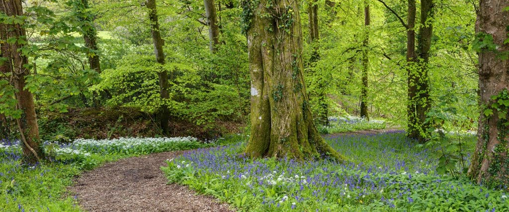 A walk on the wild side awaits visitors to the Great Gardens of West Wales this spring
