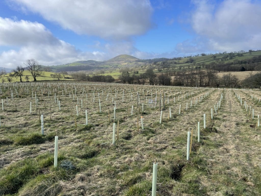 Higher payment rates announced for farmers creating woodland
