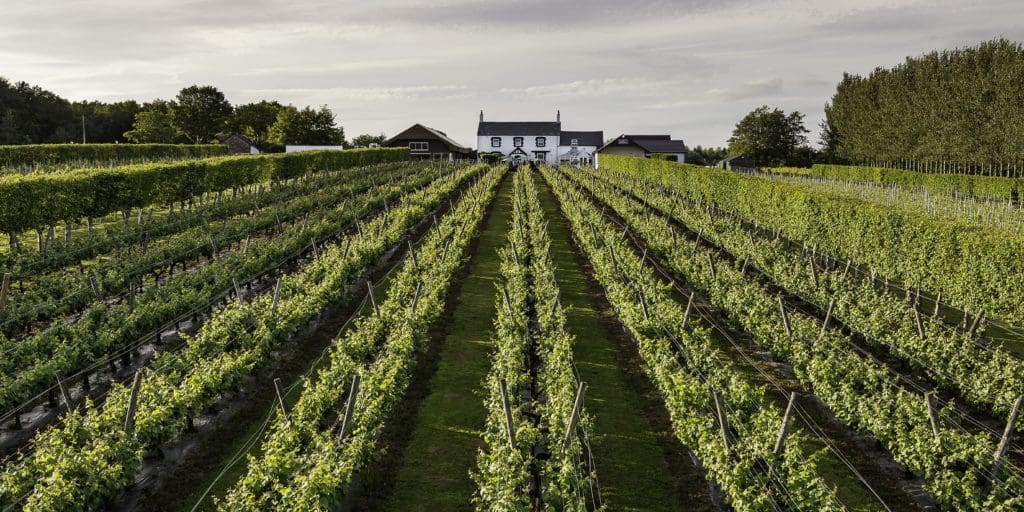 Guided tours on offer to celebrate Welsh Wine Week 2023