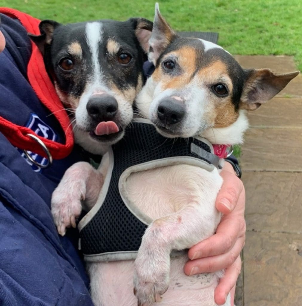 Inseparable Jack Russell terriers search for a home together