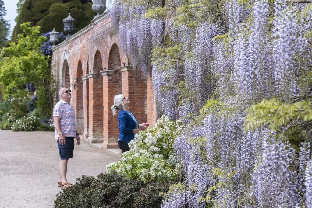 Wisteria wows at National Trust Cymru’s Powis Castle and Garden