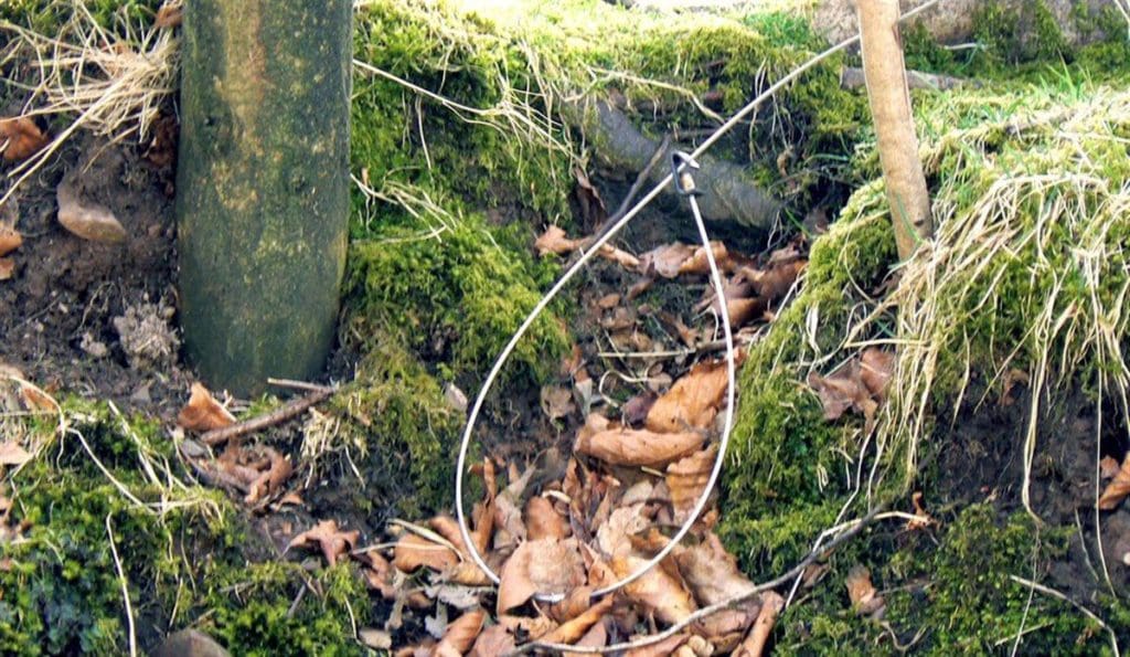Historic vote to ban snares in Wales
