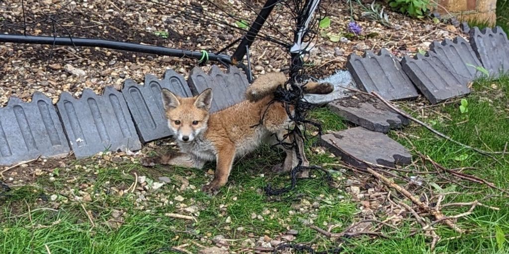 More than 100 reports of animals trapped in netting across Wales