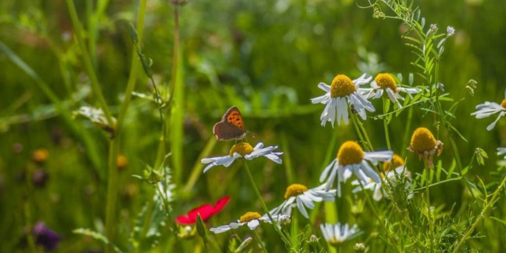 Grants available for creating sanctuaries for nature in Powys