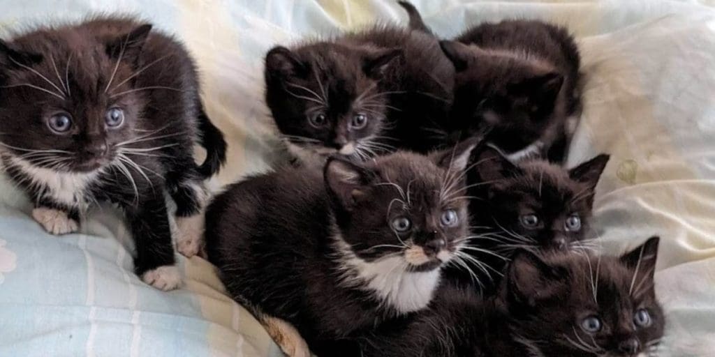 Six kittens found abandoned in Newport park