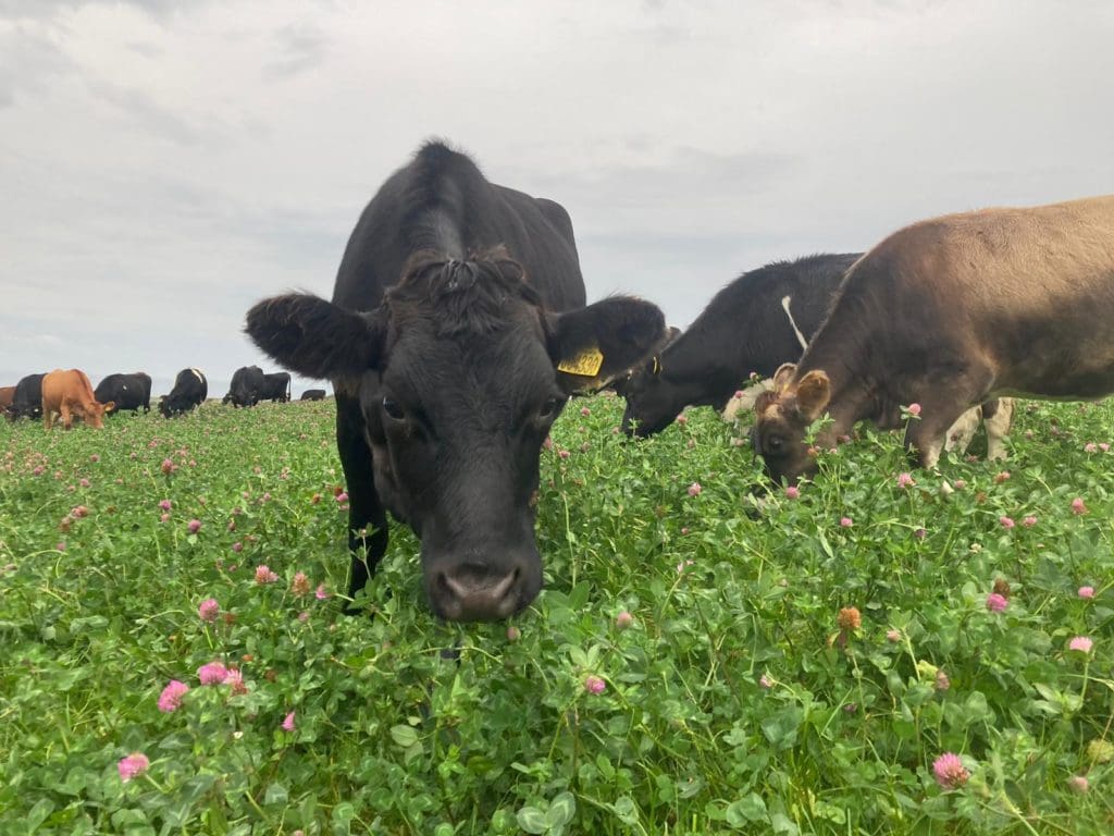 Ruthin’s Jones Bros supports growth of sustainable Welsh farming