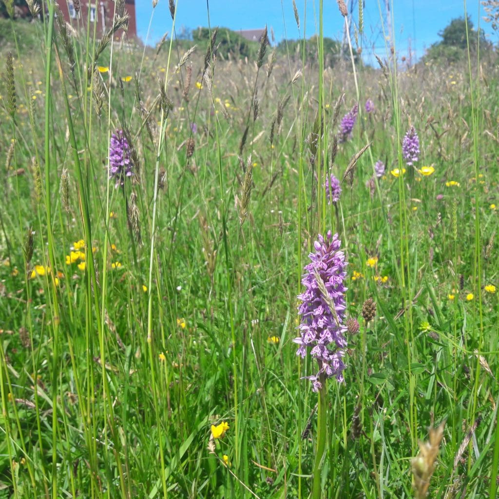 £1.3 million funding to support nature in Cardiff