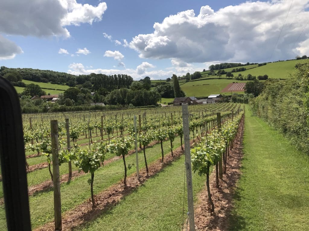 Successful week showcases Wales’ growing wine industry