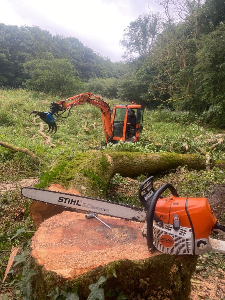 Pembrokeshire trees affected by ash dieback to be removed