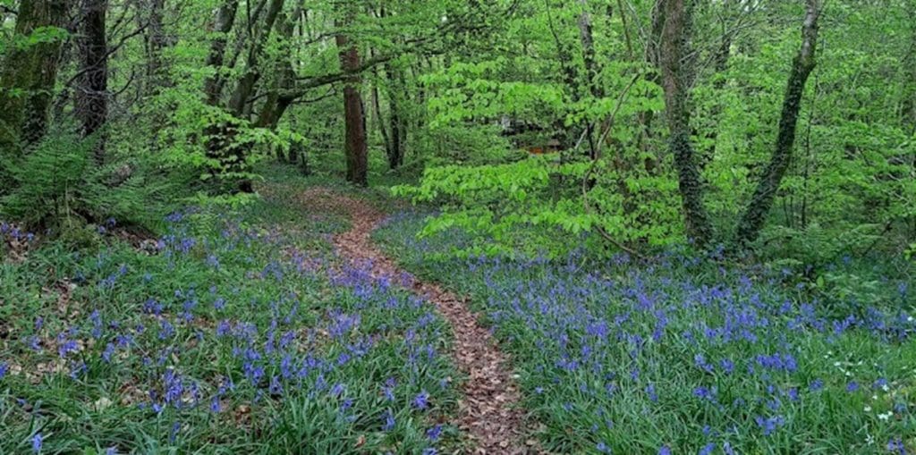 £300,000 invested in fragile Welsh habitats by The Woodland Investment Grant
