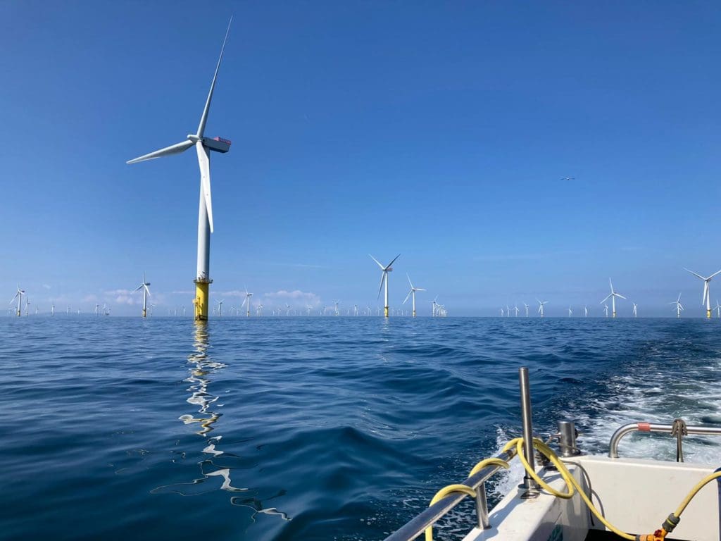 New research shows offshore wind farms good habitats for lobsters