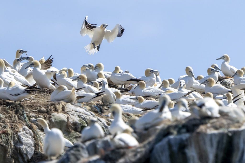 Minister visits Pembrokeshire islands as concern over wild bird flu outbreak grows