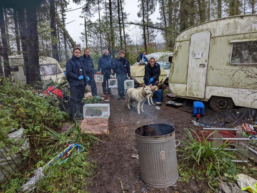 Wrexham man sent to prison after neglecting 11 dogs and puppies