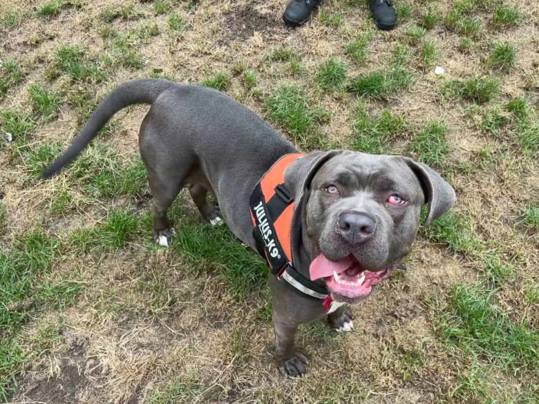 Newport Man Receives Prison Sentence After Dog Suffered With Heat Exhaustion