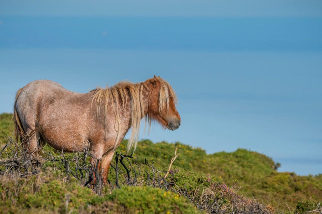 TV farmer Gareth Wyn Jones’ plea for new homes for North Wales’ native Carneddau ponies