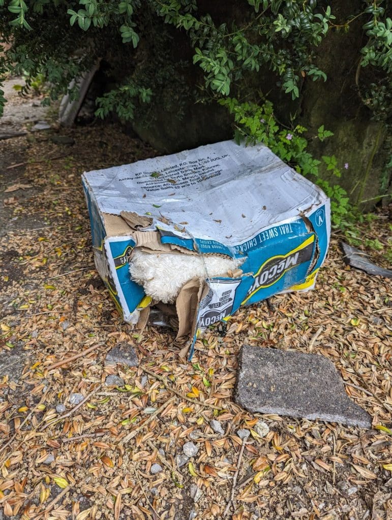 Kittens found abandoned in a box outside Swansea building
