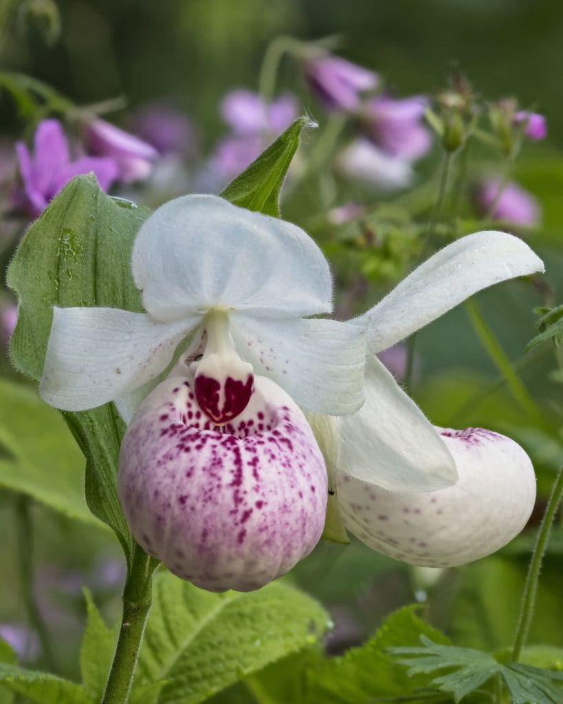 Aberglasney to host Welsh Orchid Festival