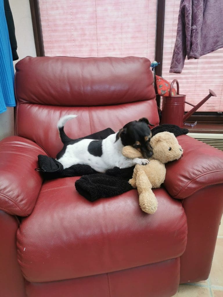 Dogs Trust Cardiff urges owners to make sure their dogs never walk alone