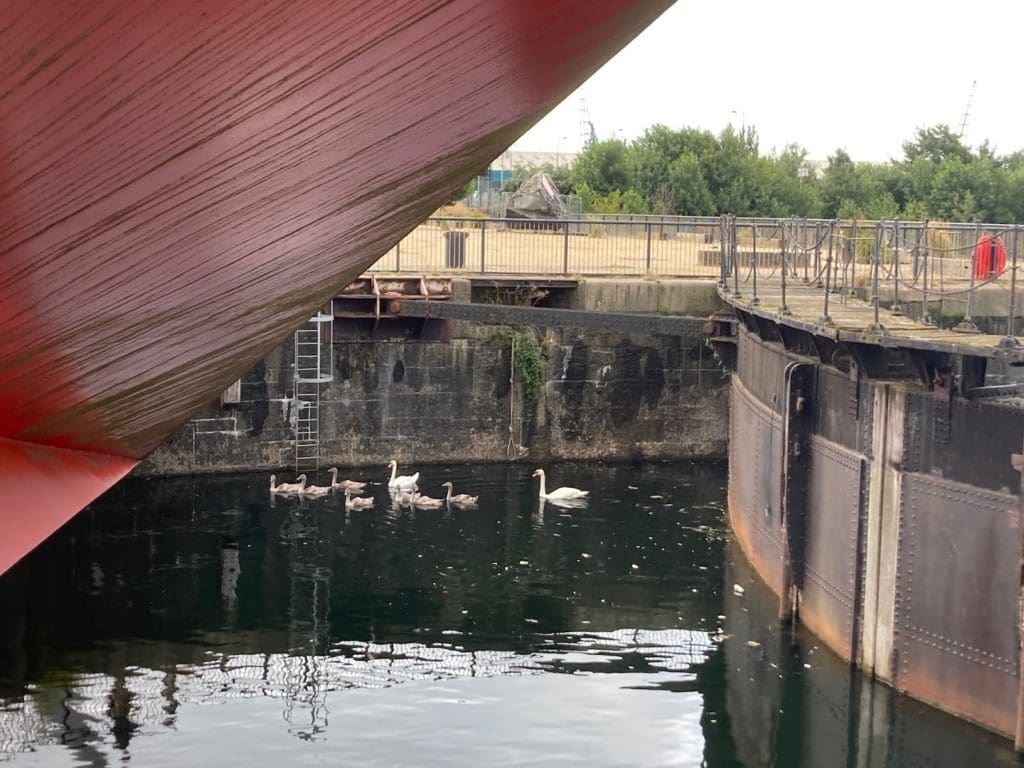Seven swans rescued from Cardiff Bay lock
