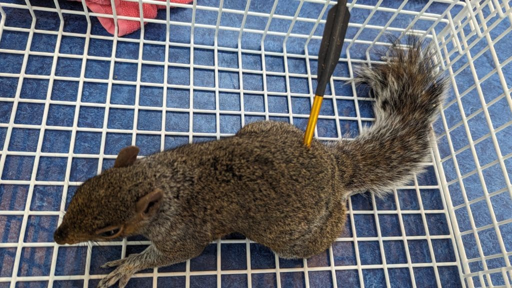 The shocking air gun, crossbow and catapult attacks on animals in Wales