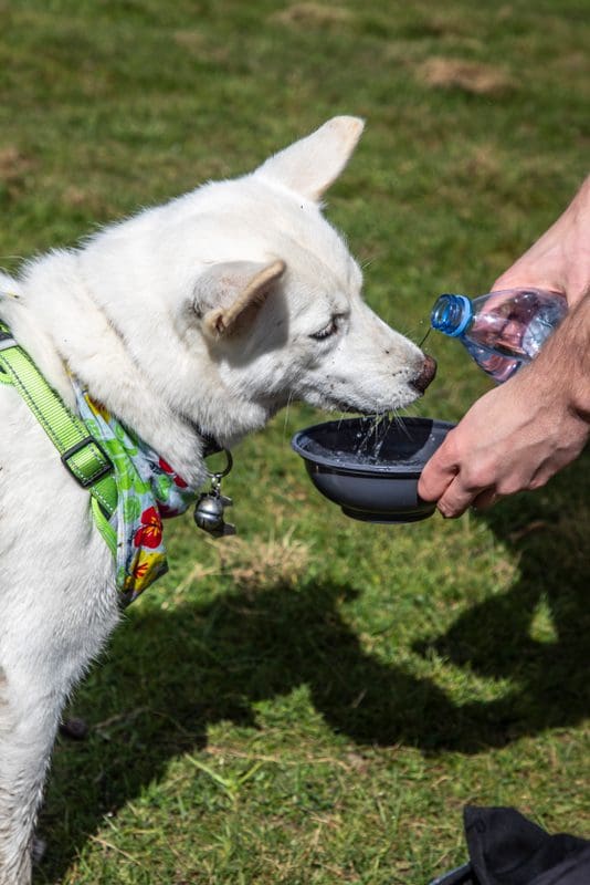 ‘Warm spell on the way’ poses risk to pets if owners aren’t prepared