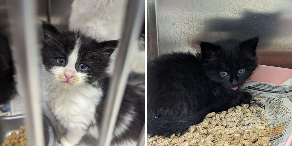 RSPCA Cymru issue appeal after cat and her three kittens are dumped in Cardiff