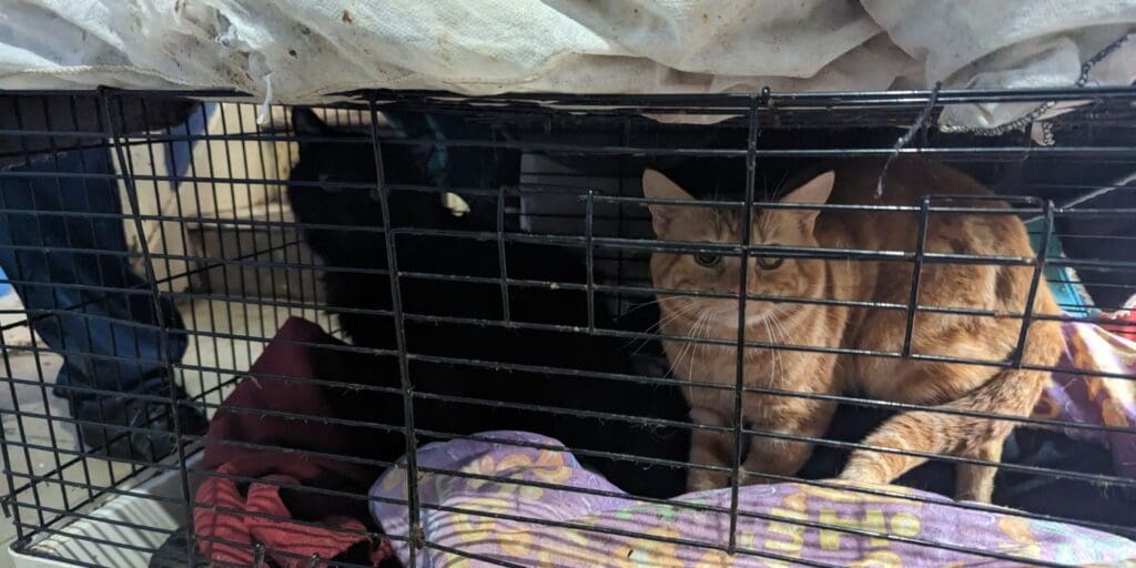 Man and woman failed to care for 11 cats