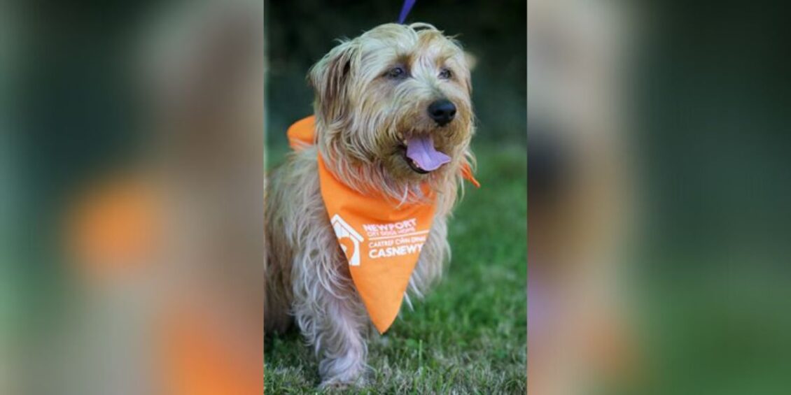 Newport City Dogs Home Wins Two RSPCA Gold Award Newport City Dogs Home Wins Two RSPCA Gold Award