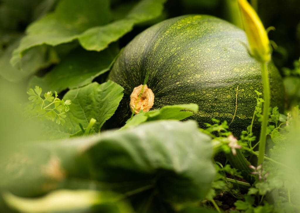 North Wales farm growing thousands of pumpkins for inaugural Halloween celebrations
