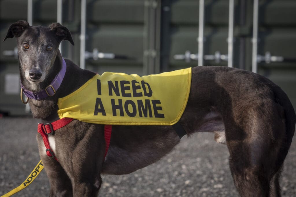 Flintshire dog rescue founder warns of backyard breeders and puppy farms