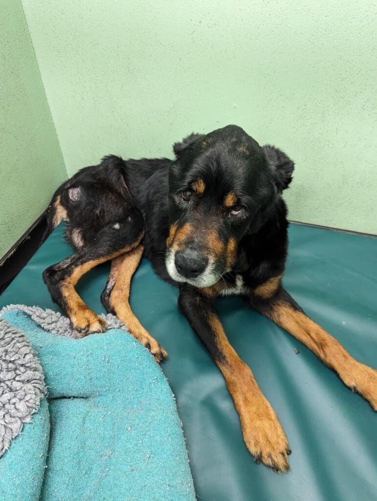 RSPCA Cymru appeal for information after emaciated dog found in Llanelli