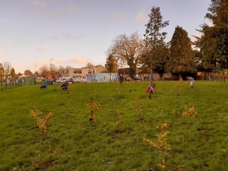 30,000 more trees planned for Cardiff’s urban forest