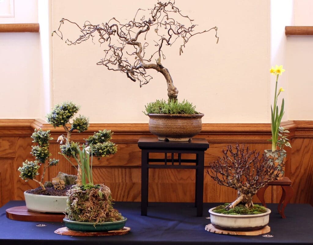 A show dedicated to Bonsai trees is being held in Wales