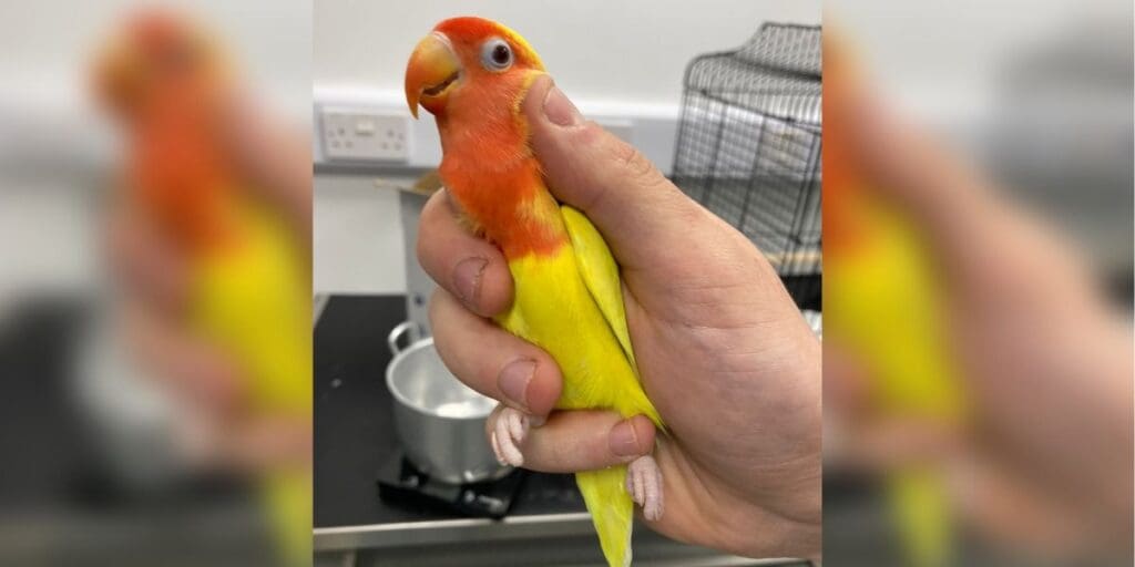 RSPCA Cymru: stray lovebird found in Merthyr Tydfil