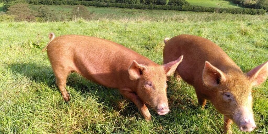 Pigs and Other Progress at Wilder Pentwyn Farm