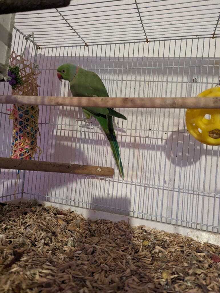 Appeal after two parakeets abandoned in empty cage in a garden in Bridgend