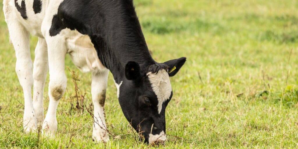 Welsh chief vet confirms bluetongue outbreak