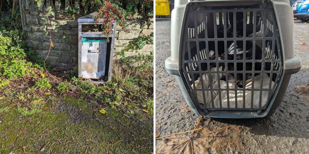 Cat and two kittens found abandoned in Rhymney
