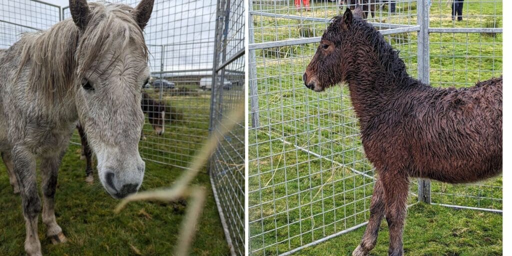 Concerns for mare and foal at common in Caerphilly