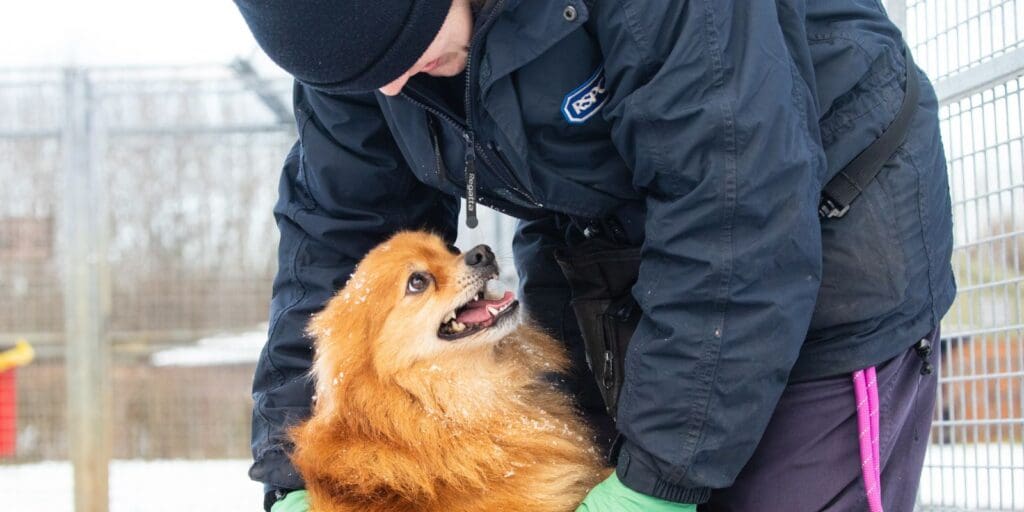 RSPCA Cymru’s top tips to keep animals safe in the cold across Wales