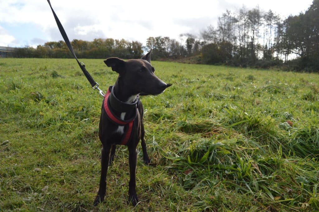 Lurcher Pepper due to face her third Christmas at RSPCA Llys Nini Branch